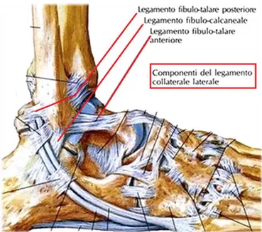 Figura 4. Rappresentazione del lato laterale della caviglia con i legamenti del complesso  collaterale laterale 