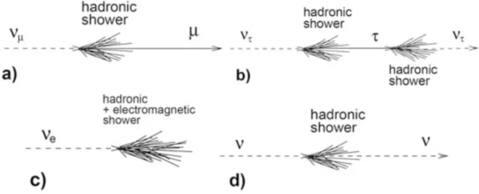 Figure 1.3: (a) CC interaction of a ν µ : a muon and a hadronic shower are produced.