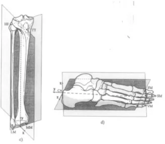 Figura 18: reperi anatomici e piani per la definizione degli ARS proposta da Cappozzo et al
