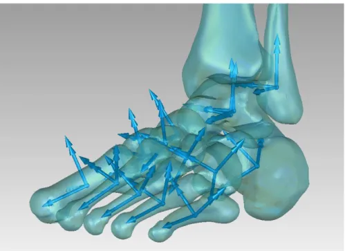 Figura 40: i sistemi di riferimento anatomici del complesso piede-caviglia in vista laterale per un piede sano 