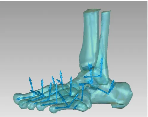 Figura 41: i sistemi di riferimento anatomici del complesso piede-caviglia in vista laterale per un piede 