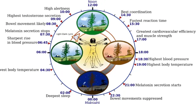 Figura 4 Illustrazione di alcuni delle caratteristiche del ciclo circadiano umano.  (https://it.wikipedia.org/wiki/Ritmo_circadiano n.d.) 