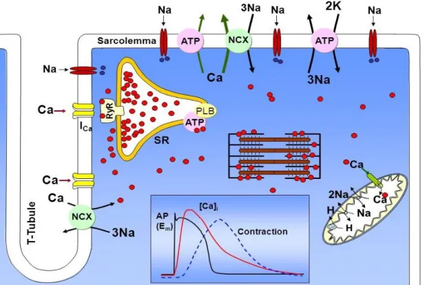 Figura 1.1, Rappresentazione schematica della correlazione tra potenziale d’azione, concentrazione  di calcio intracellulare e contrazione
