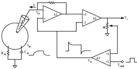 Figura 1.5, Rappresentazione del circuito utilizzato per misure di voltage clamp in una  configurazione di patch clamp