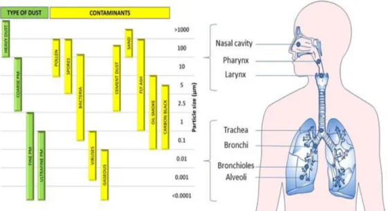 Figura 1.9: La deposizione regionale di particelle inalate nel tratto respiratorio in funzione della  loro dimensione.[https://clinicalepigeneticsjournal.biomedcentral.com/] 