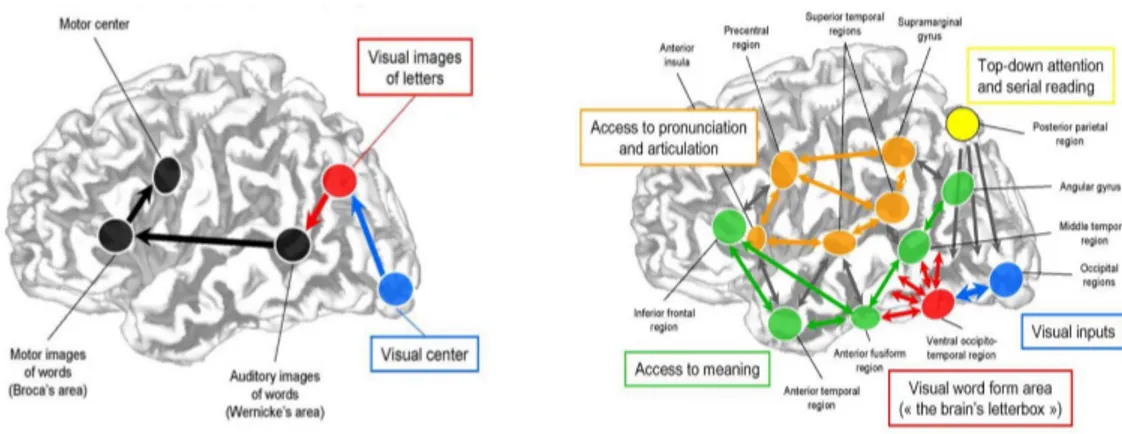 Figura 1.1: Modelli neurologici della lettura.