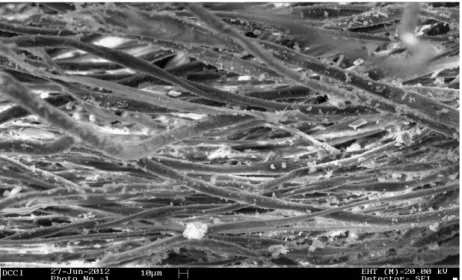 Figura 9  – Fibre di cellul osa al mi croscopio  