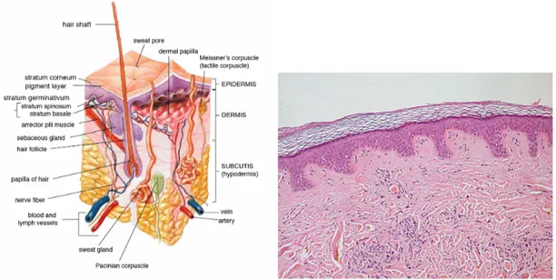 Figure 1.4: (left) Microanatomical description of a region of dermal tis- tis-sue and all the interesting elements present in cutis, and subcutaneous layer