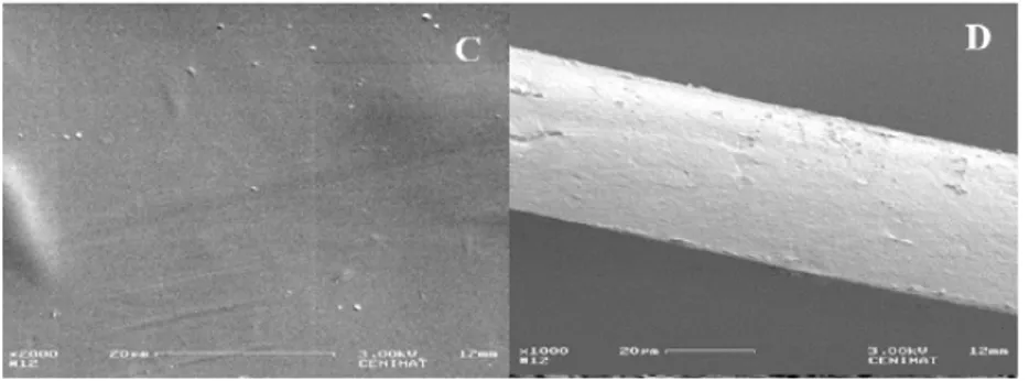 Figure 3.4 Scanning electron microscopy micrographs of surface and cross-section of chitosan film + 2,5% MMT (Souza et al,  2019a) 