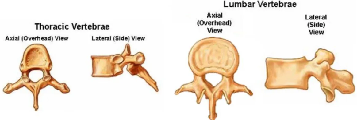 Figure 1.2.c  Representation of Thoracic and Lumbar vertebrae 