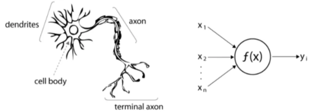 Figure 1.2: The artificial neuron model (right) compared to its biological counterpart (left) 1