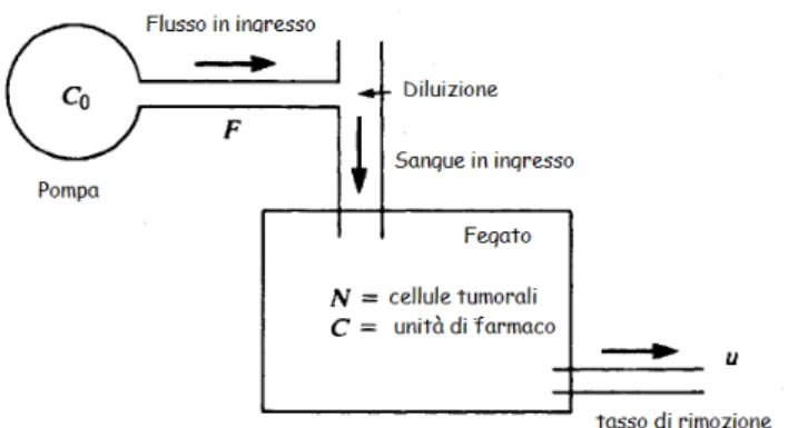 Figura 3.1: Schema di somministrazione di farmaci chemioterapici mediante infusione continua