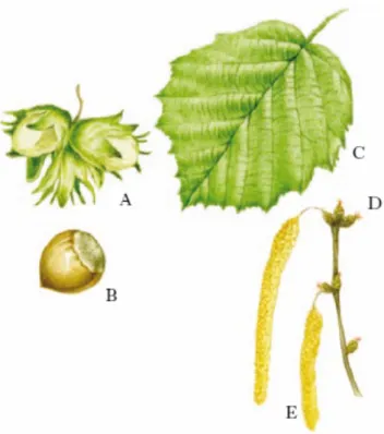 Figura  5  A)  frutto  del  nocciolo;  B)  seme;  C)  foglia;  D)  ed  E)  rametto  con  fiori  (TRECCANI  Enciclopedia on line)