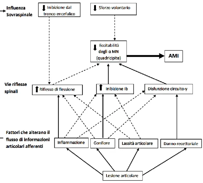 Figura 2. Schema dei meccanismi implicati nell’inibizione muscolare artrogenica e loro relazioni [8] 