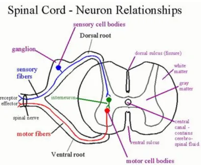 Figura 1. Schema delle relazioni tra neuroni motori e sensitivi – il ruolo degli inter-neuroni 