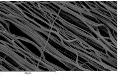 Figure 1.2: A SAM image of a polyurethane nanofiber