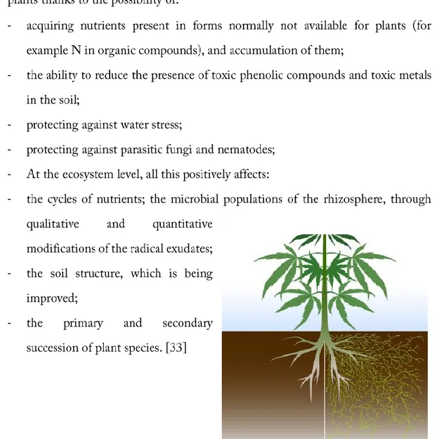 Figure 11 – effect of mycorrhization in cannabis root system 