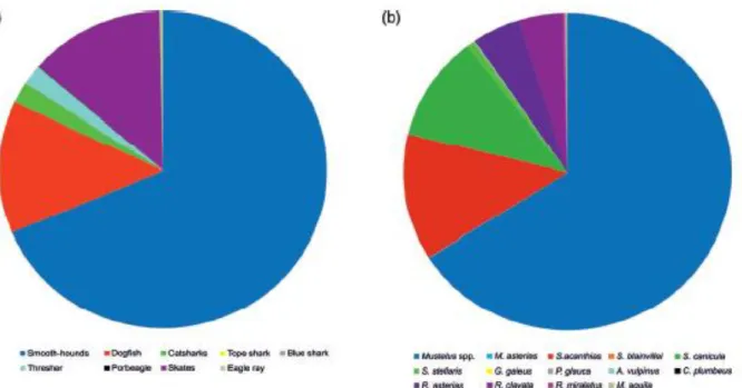 Figure 1. (a) Official fish market statistics, biomass data regarding the composition of elasmobranchs landings 