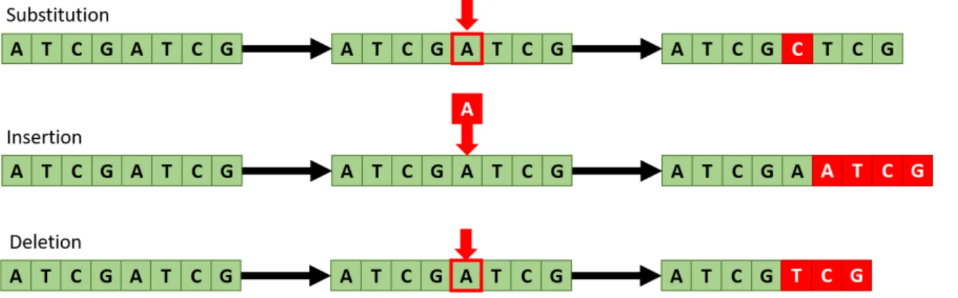 Figure 9: Visual example of Substitution, Insertion and Deletion on the same DNA strand.