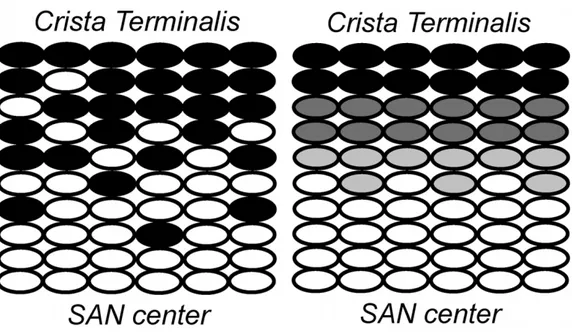 Figure 1.3: Main theories for the transition in cellular properties from the SAN to the atrium: (a) Mosaic model, (b) Gradient model [18].