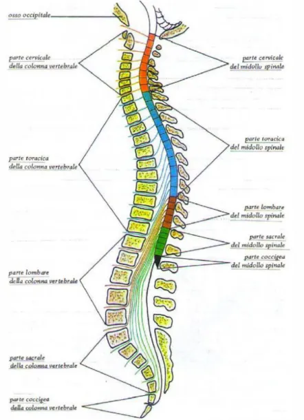 Fig. 1.3 Parti e segmenti del midollo spinale in relazione con le parti della colonna vertebrale