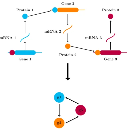 Figure 2.1: Schematic representation of a Gene Regulatory Network.