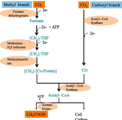 Figura 11: Percorso di Wood-Ljungdahl,.Vie metaboliche omoacetogene della produzione di acetato da CO 2  