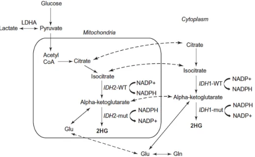 Figura 3.1: Schema della via metabolica del D-2-idrossiglutarato nel citosol e nei mitocondri riportato nel lavoro di Branzoli et al
