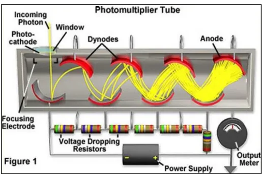 Fig. 2.1 Schema funzionamento fotomoltiplicatore 