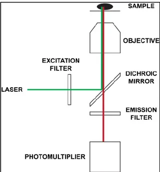 Fig. 2.2 – Hardware base di un microscopio confocale in configurazione microscopio inverso 