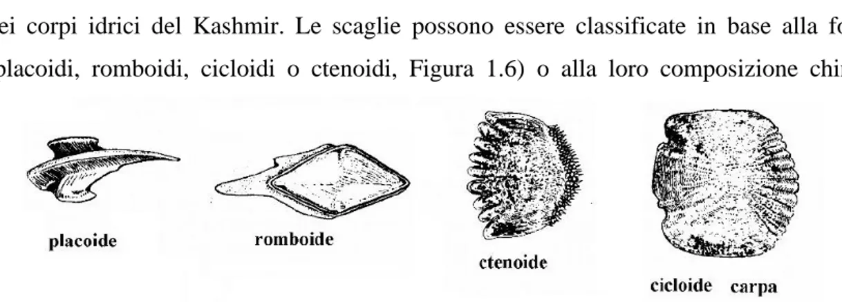 Figura 1.6 Tipologie morfologiche di scaglie (https://www.studocu.com/it/document/universita-degli- (https://www.studocu.com/it/document/universita-degli-studi-di-messina/anatomia-comparata/appunti/apparato-tegumentario/2925185/view).