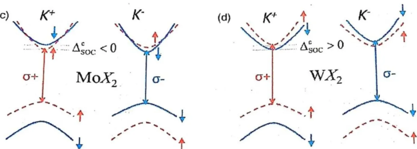 Figure 1.6: Schematic illustrations in a single-particle picture show that the order of the conduction bands is opposite in M oX 2 (c) and W X 2 (d) monolayers