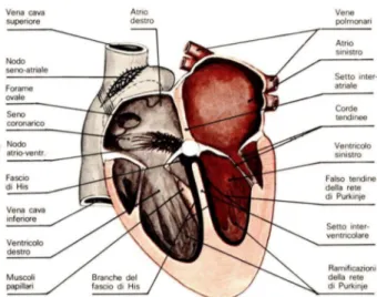 Figura 1.1.a Anatomia del cuore e tessuti che lo compongono 
