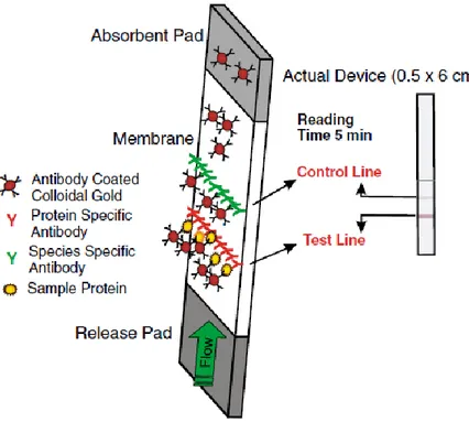 Figura 6. Esempio di lateral-flow assay nel formato sandwich  (Schubert-Ullrich, et al.,  2009)