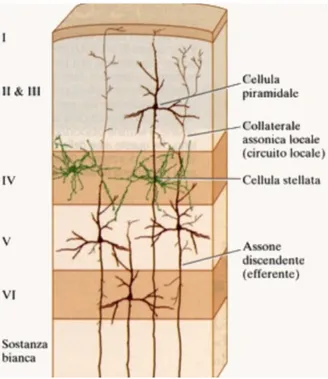 Figura 1.6: rappresentazione nei neuroni corticali all’interno degli strati della corteccia 