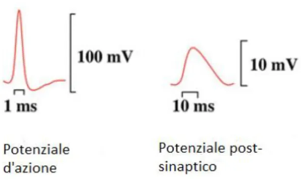 Figura 1.7: potenziale d’azione e potenziale post sinaptico.  1.3.2. Caratteristiche del segnale 