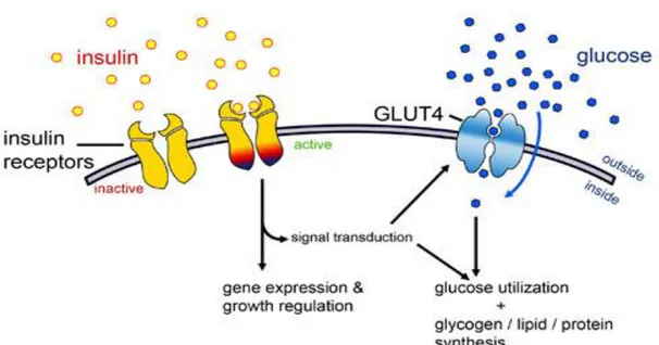 Fig. 1.1: meccanismo di diffusione del glucosio nelle cellule attraverso la membrana  cellulare [2] 