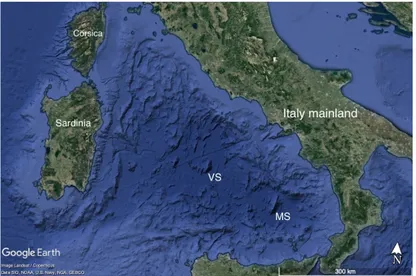 Figure 2.1: The Vavilov seamount (VS) is located in the middle of the Tyrrhenian Sea. The Marsili seamount (MS) is located 200 Km southeast of the VS