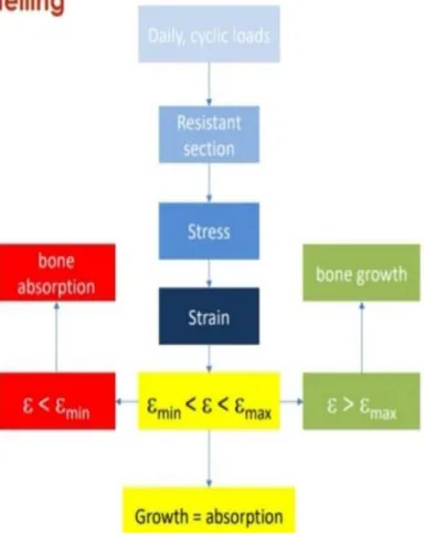 Figura 1.9: Rimodellamento osseo 