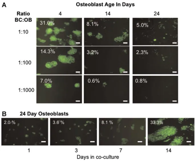 Figura 3.2: Co-coltura bidimensionale di MC3T3-E1 con le cellule metastatiche della neoplasia  mammaria,  MDA-MB-231