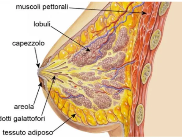 Figura 1.1: Anatomia del seno 