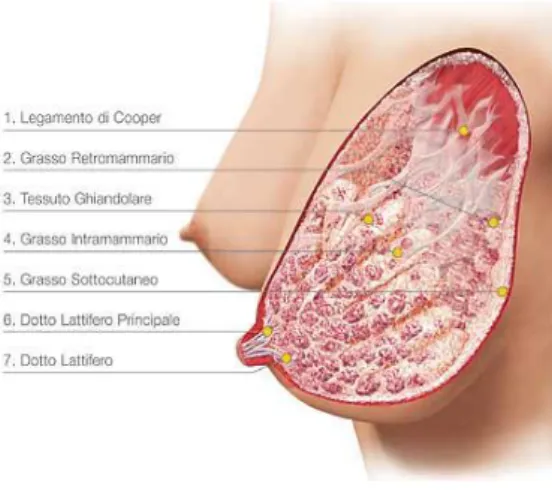 Figura 1.2: Visione laterale dell’anatomia della mammella 