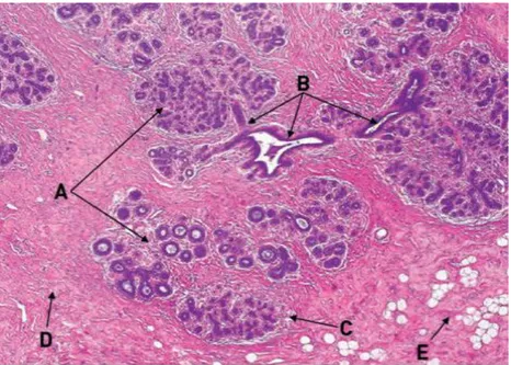 Figura  1.3:  Anatomia  microscopica  della  mammella,  architettura  normale  delle  TDLU
