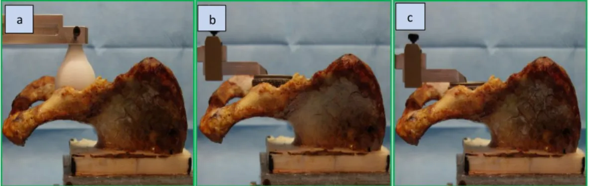 Fig 12: specimens during anatomical measurements (a), after CoR implantation (b) and  after LAMINA implantation (c).