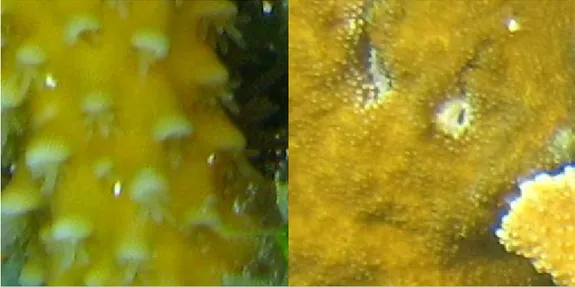 Figura 5: Esempi di immagini di coralli dal dataset RSMAS. Vengono solo riportate un’immagine per la classe ACER ed una per la classe APAL