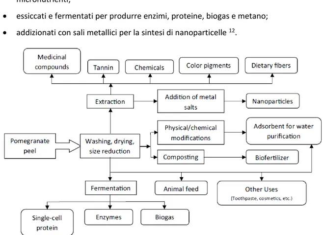 Figura 1.12 – Valorizzazione degli scarti del melograno 12