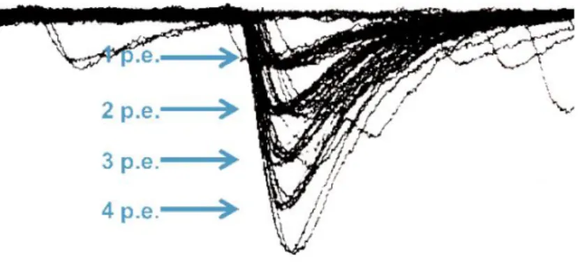 Figura 2.7: Segnale di un SiPM osservato tramite un oscilloscopio.