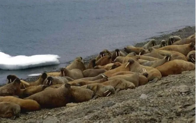 Figure 4. 10 August 1993, 43 walruses were hauled out on Brooman Point. Eight others, including females with 
