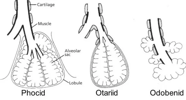 Figure 6. Diagram of the structure of alveoli and associated cartilage and muscle in pinnipeds (Berta et al., 