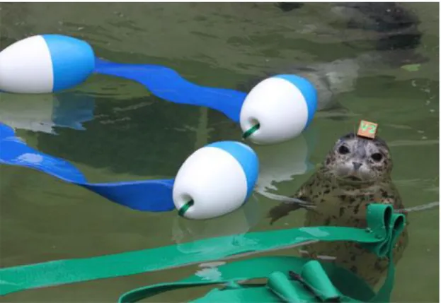 Figure 7. Orphaned harbour seal with environmental enrichment at The Marine Mammal Center of Sousalito, 